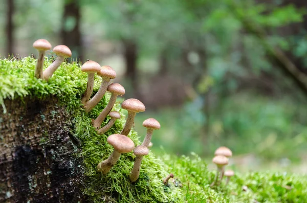Kleine Pilzgruppe Die Auf Einem Bemoosten Baumstumpf Wächst — Stockfoto