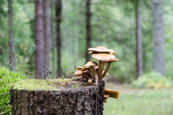 Pilzgruppe Die Auf Einem Baumstumpf Einem Nadelwald Wächst — Stockfoto