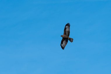 Güçlü bir yırtıcı kuş mavi gökyüzü - arı şahini, tarafından Pernis Apivorus