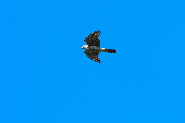 Jacht Sperwer Accipiter Nisus Awesome Aanboord Tegen Blauwe Hemel — Stockfoto