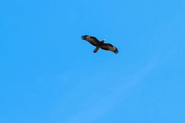 Migreren Wespendief Pernis Apivorus Tegen Blauwe Hemel Door Vallen Seizoen — Stockfoto