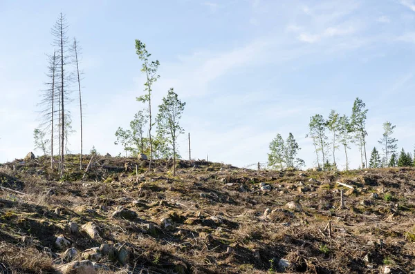 Förnybara Resurser Entydig Skog — Stockfoto