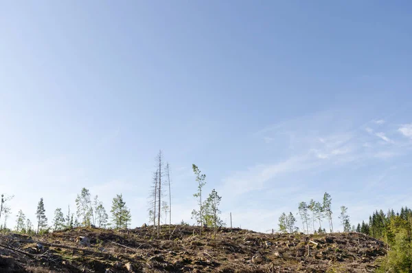 Área Floresta Cortada Clara Com Algumas Árvores Ainda — Fotografia de Stock