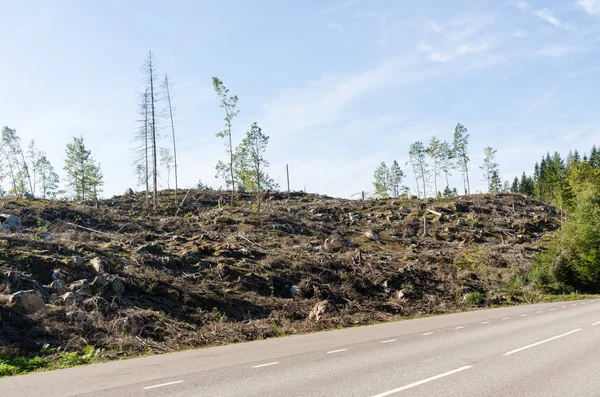 Clear Cut Skogslandskapet Vägarna — Stockfoto