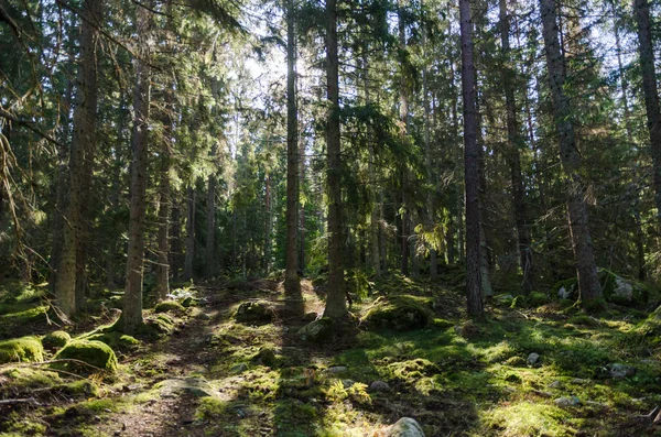 Una Foresta Conifere Verde Retroilluminata — Foto Stock