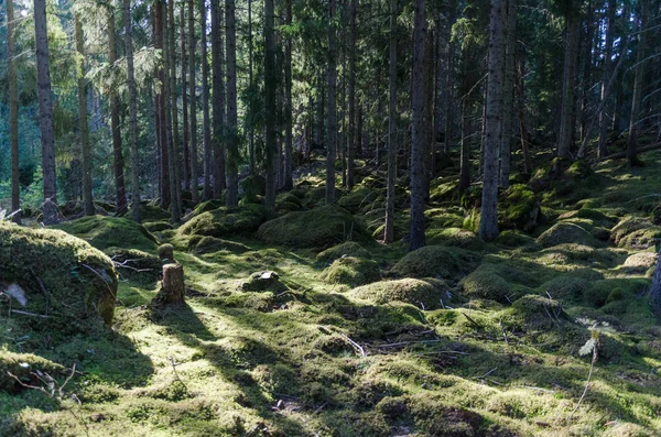 Sol Couvert Mousse Profondément Dans Une Forêt Épinettes — Photo