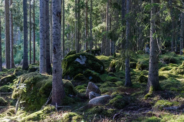 Profondément Dans Une Vieille Forêt Mousseuse Avec Des Roches Mousse — Photo