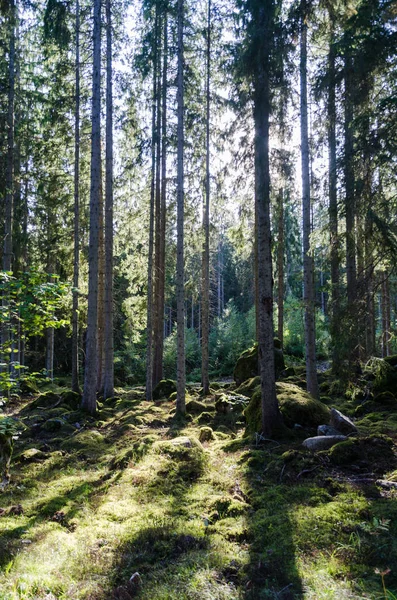 Beautifil 背光云杉树森林与青苔盖的地板 — 图库照片