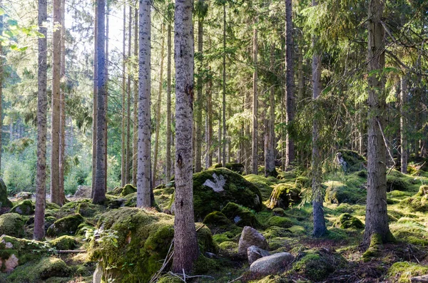 美丽明亮的云杉树森林与 Mossgrown — 图库照片