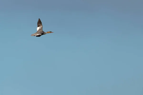 Flygande Kvinnliga Storskrake Anka Mergus Merganser Mot Blå Himmel — Stockfoto