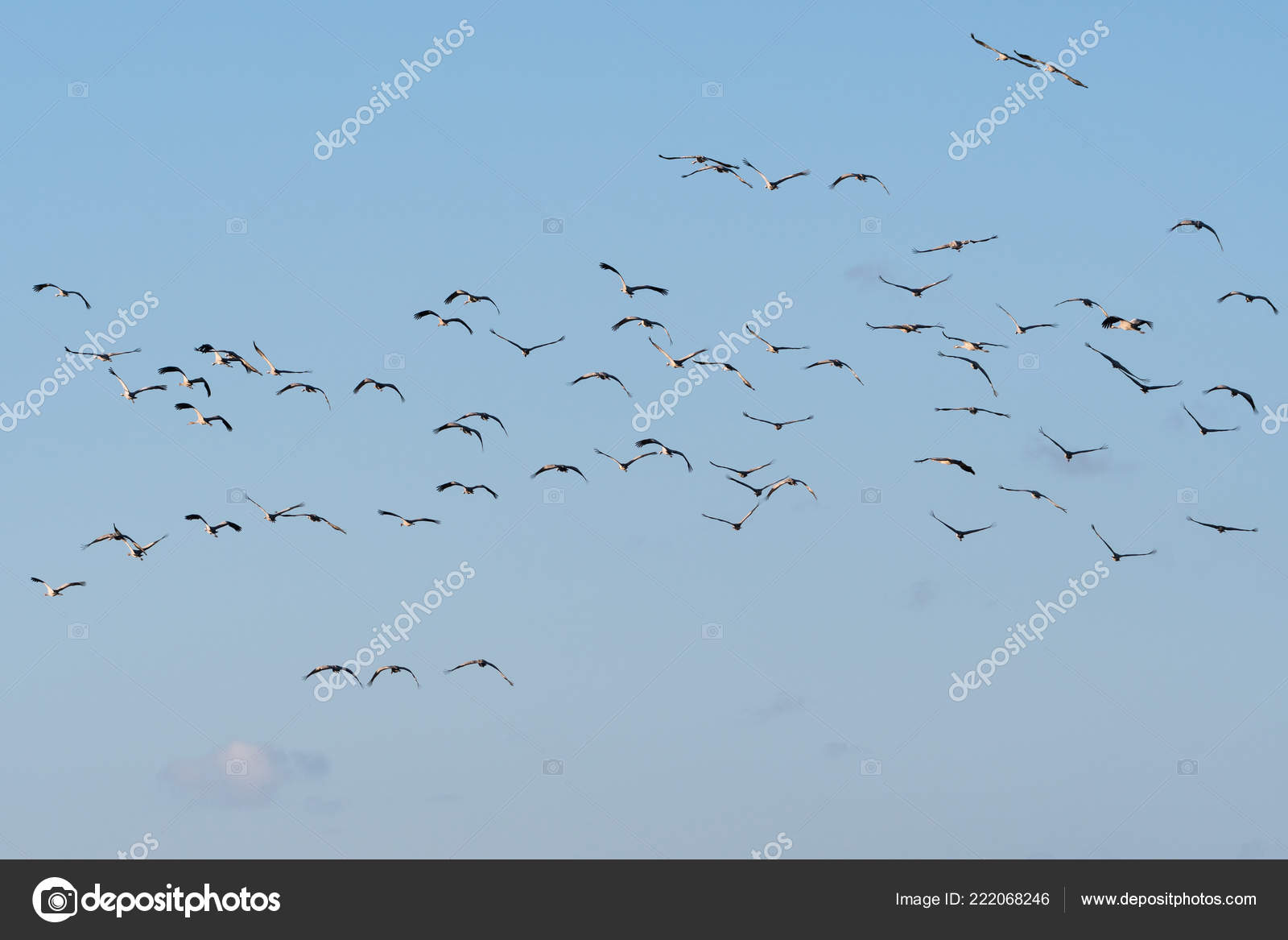 Groupe Avec Vol Des Oiseaux Des Grues Commune Par Ciel