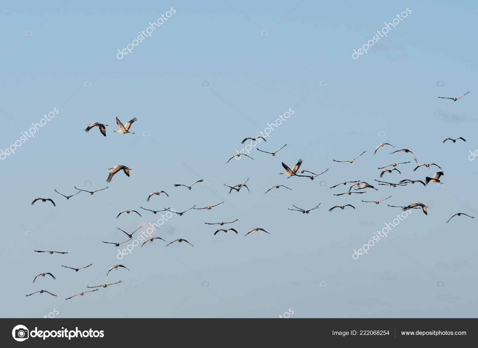 Oiseaux Migrateurs Communs Grues Grus Grus Par Ciel Sans