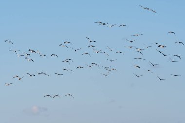 Uçan kuşlar, mavi gökyüzü tarafından ortak vinçler ile Grup