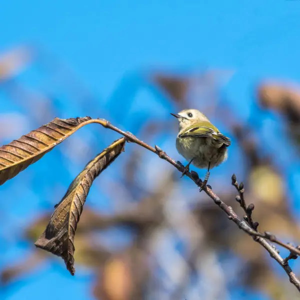 Banded Little Goldcrest Twig Leaves Fall Season — Stock Photo, Image