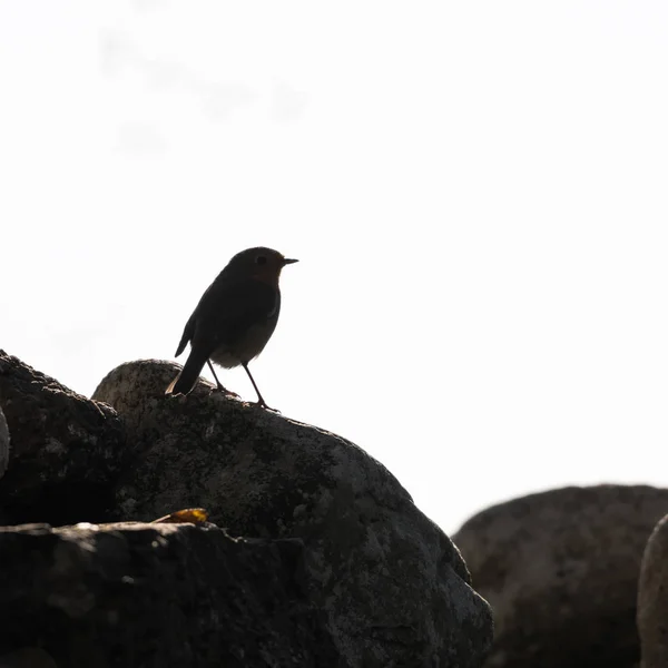 Silhouette Robin Europeo Seduto Una Roccia — Foto Stock