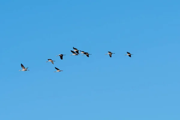 Migrating Common Cranes Grus Grus Flying Line Blue Cloudless Sky — Stock Photo, Image