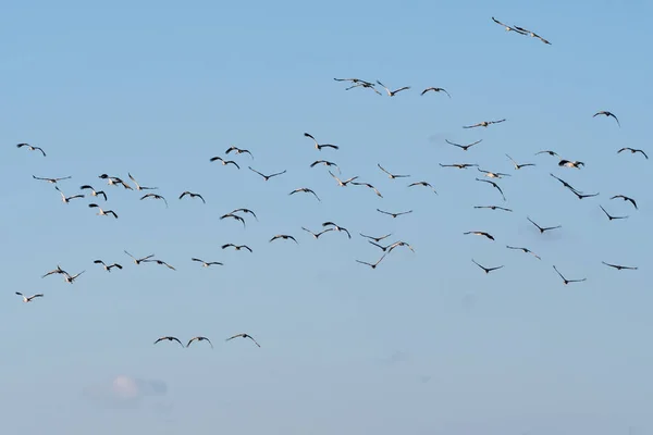 Group Flying Birds Common Cranes Blue Sky — Stock Photo, Image