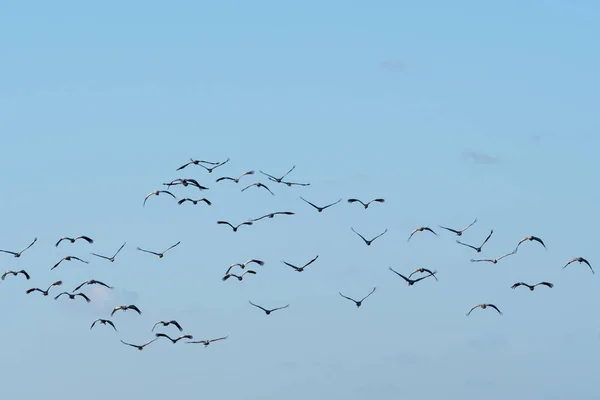 Rebanho Com Gruas Comuns Migradoras Grus Grus — Fotografia de Stock