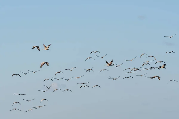 Aves Migratórias Cranes Comuns Grus Grus Por Céu Sem Nuvens — Fotografia de Stock