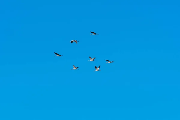 Gruppe Mit Wandernden Kranichen Bei Blauem Und Wolkenlosem Himmel — Stockfoto