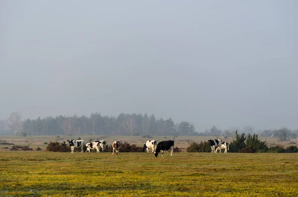 Mandria Bovini Pascolo Entro Stagione Autunnale Nell Isola Oland Svezia — Foto Stock