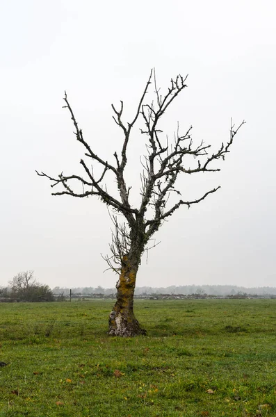 Lonely Drzewo Bare Użytki Zielone Przez Upadek Season — Zdjęcie stockowe