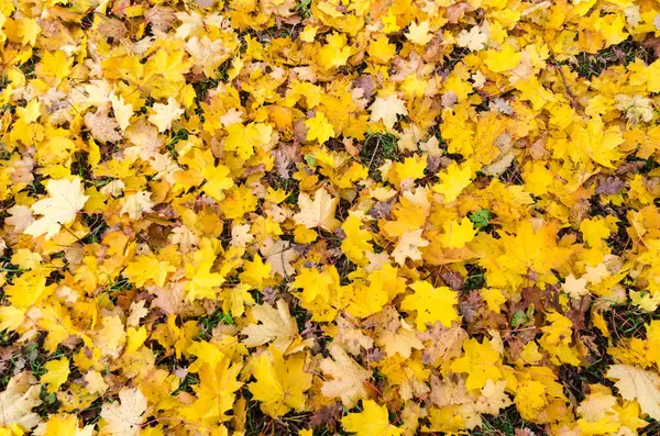 Yellow Maple Leaves Background — Stock Photo, Image