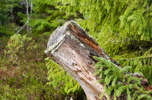 Vecchio Ceppo Albero Marcio Una Foresta Conifere — Foto Stock