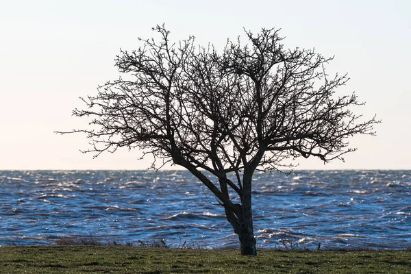 Silhueta Árvore Solitária Por Uma Costa Com Água Tempestuosa — Fotografia de Stock