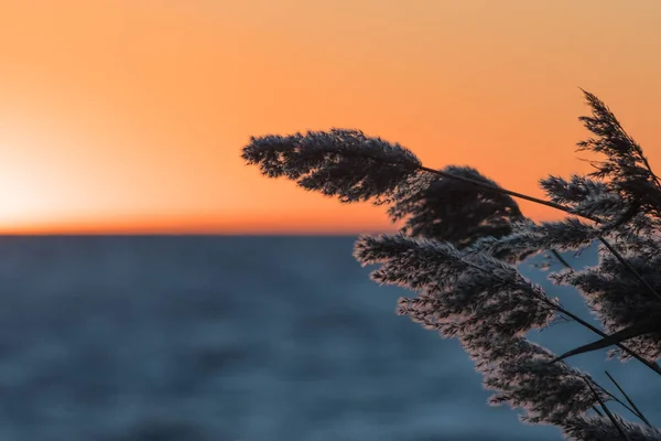 金色の空に夕日がふわふわ葦の花クローズ アップ — ストック写真
