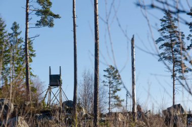 Uzun ağaç gövdeleri ile parlak bir ormanlık kulede yükseltilmiş avcılık