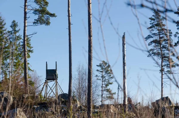 Upphöjda Jakt Torn Ljusa Skogsmark Med Höga Trädstammar — Stockfoto