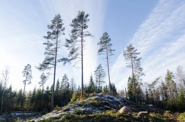 Alti Pini Che Crescono Una Collina Una Foresta Luminosa Entro — Foto Stock