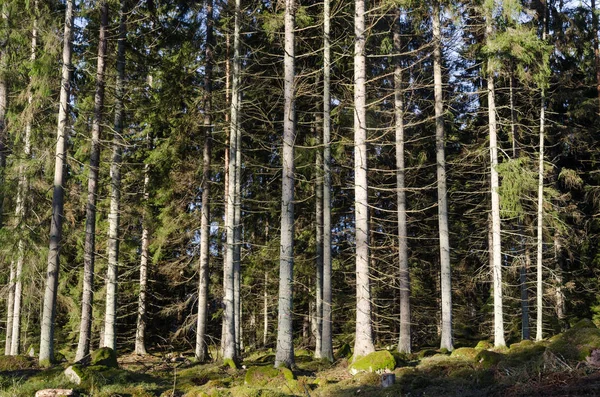 Parlak Ladin Ağacı Orman Ile Güneşli Uzun Ağaçlar — Stok fotoğraf