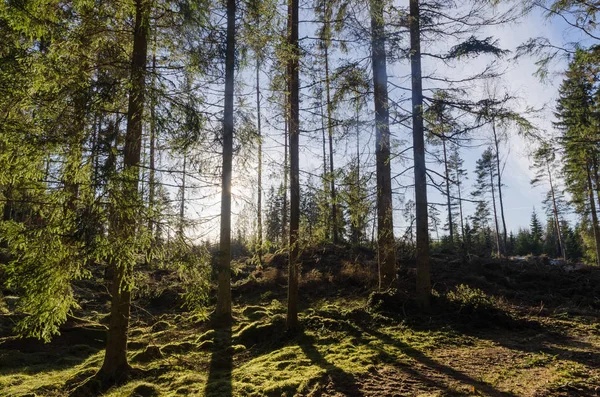 Podsvícený Zelený Mechový Les Smrků — Stock fotografie