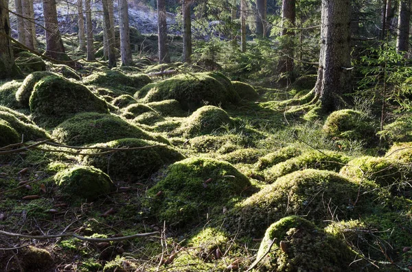 Vacker Grön Mossiga Marken Solbelyst Barrskog — Stockfoto