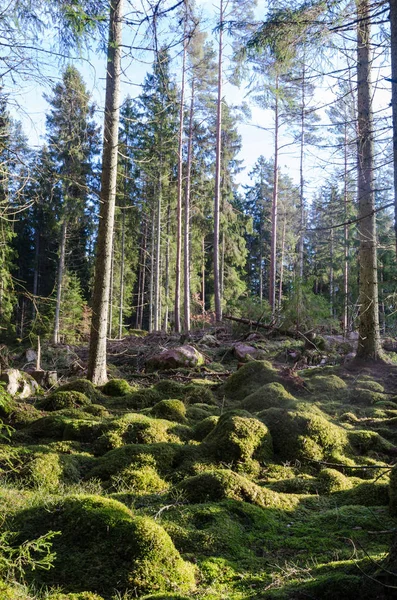 Glade Een Bos Van Coneferous Met Een Groene Mossy Grond — Stockfoto