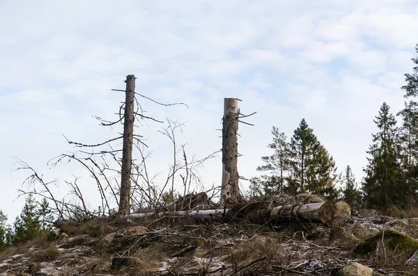 Höga Stubbar Och Fallen Trädstam Entydig Skogsområde — Stockfoto