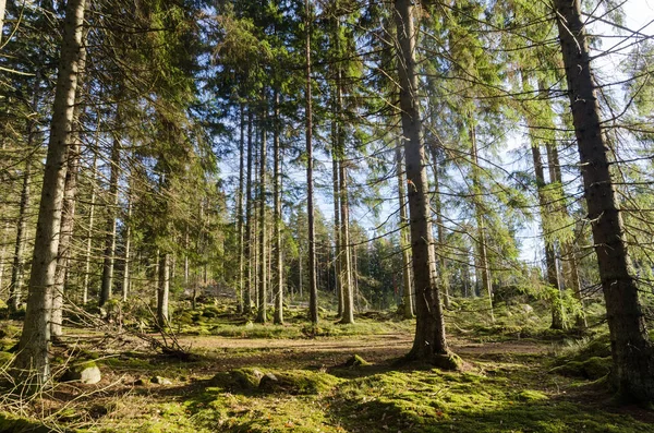 Belle Clairière Dans Une Merveilleuse Forêt Verte Mousse — Photo