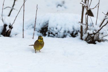 Karlı zeminde yiyecek arayan yellowhammer, Emberiza Citrinella,