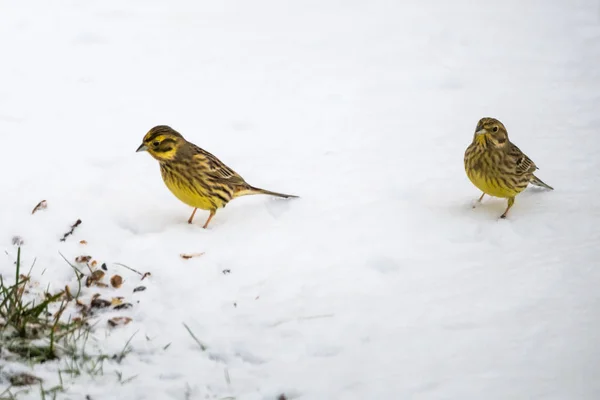 Yellowhammers Emberiza Citrinella Ищу Еду Снежной Земле — стоковое фото