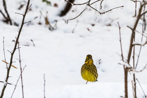 Male Yellowhammer Emberiza Citrinella Snowy Landscape — Stock Photo, Image