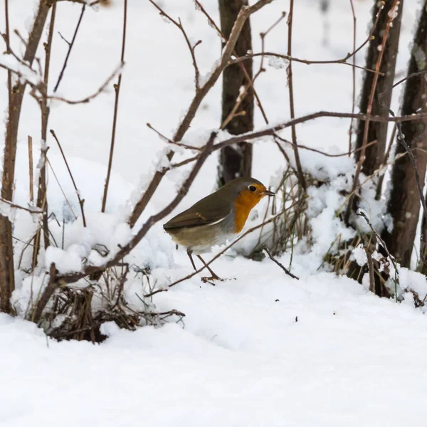 Κοκκινολαίμης Erithacus Rubecula Από Χειμώνα Ένα Χιονισμένο Έδαφος — Φωτογραφία Αρχείου