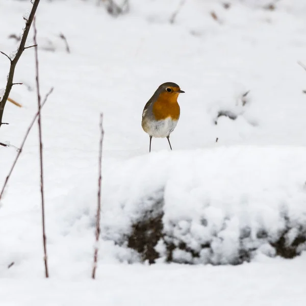 Κοκκινολαίμης Erithacus Rubecula Ένα Χιονισμένο Έδαφος Χειμώνα — Φωτογραφία Αρχείου