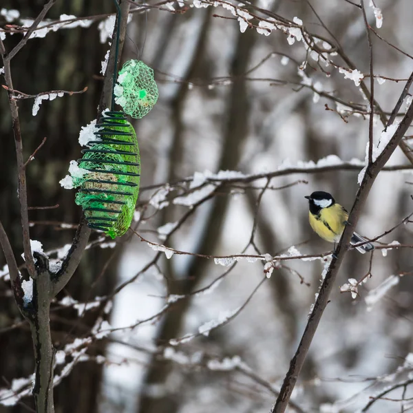 Great Tit Parus Major Sitting Tree Bird Feeder Winter Season — Stock Photo, Image