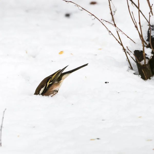 Gemeenschappelijke Vink Fringilla Coelebs Zoek Naar Voedsel Onder Sneeuw Grond — Stockfoto