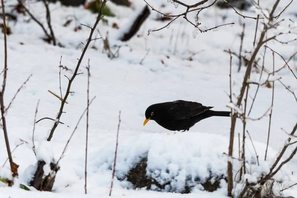 Mirlo Turdus Merula Buscando Comida Terreno Nevado Invierno — Foto de Stock