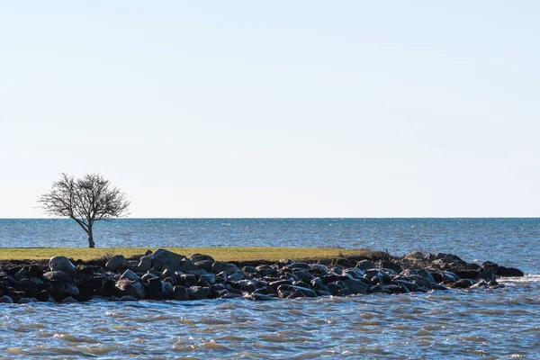 Kahler Einsamer Baum Der Küste Der Schwedischen Insel Oland Der — Stockfoto