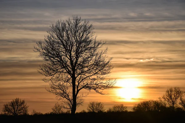 在落日下的大光秃秃的树剪影 — 图库照片