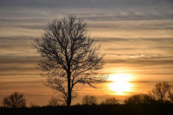 Grande Silhouette Albero Nudo Dal Sole Tramonto — Foto Stock